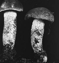 Retiboletus retipes image