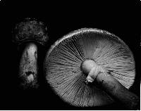 Amanita flavorubescens image