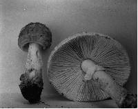 Amanita flavorubescens image