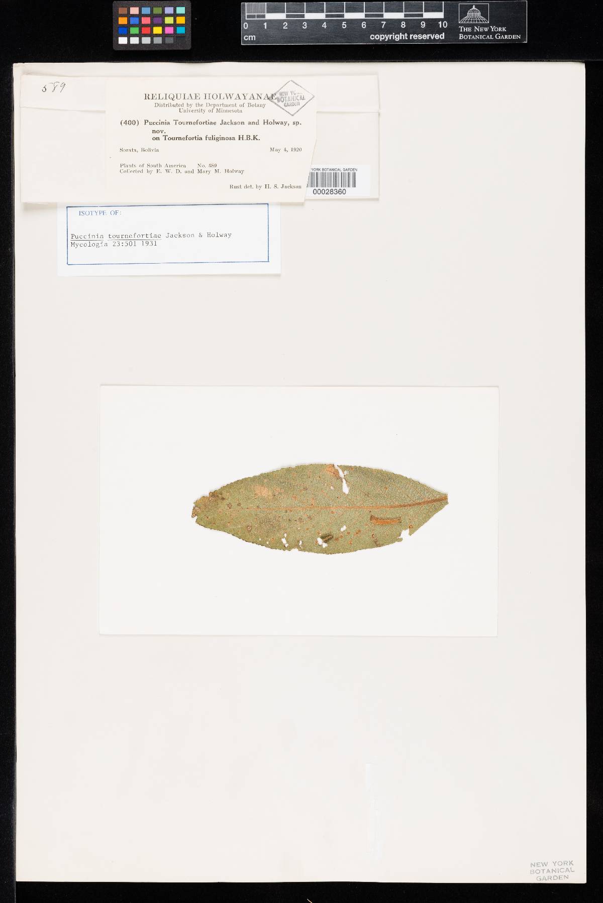 Puccinia tournefortiae image