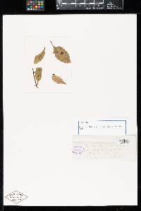 Puccinia urbaniana image
