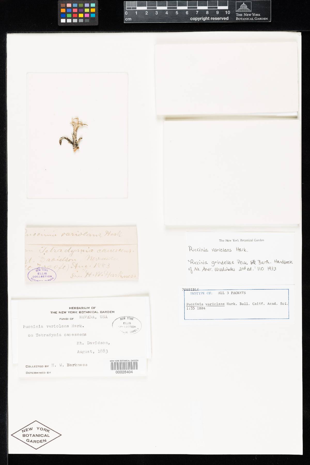 Puccinia variolans image