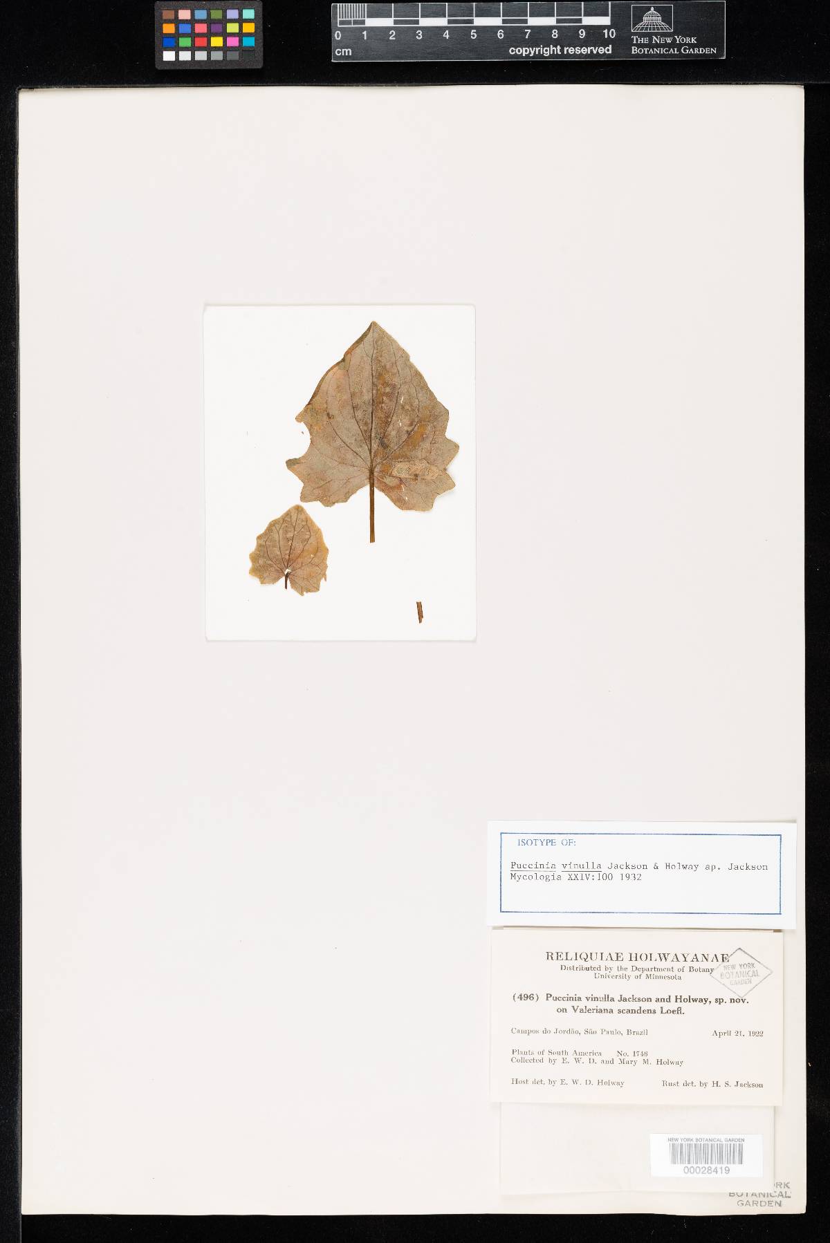 Puccinia vinulla image