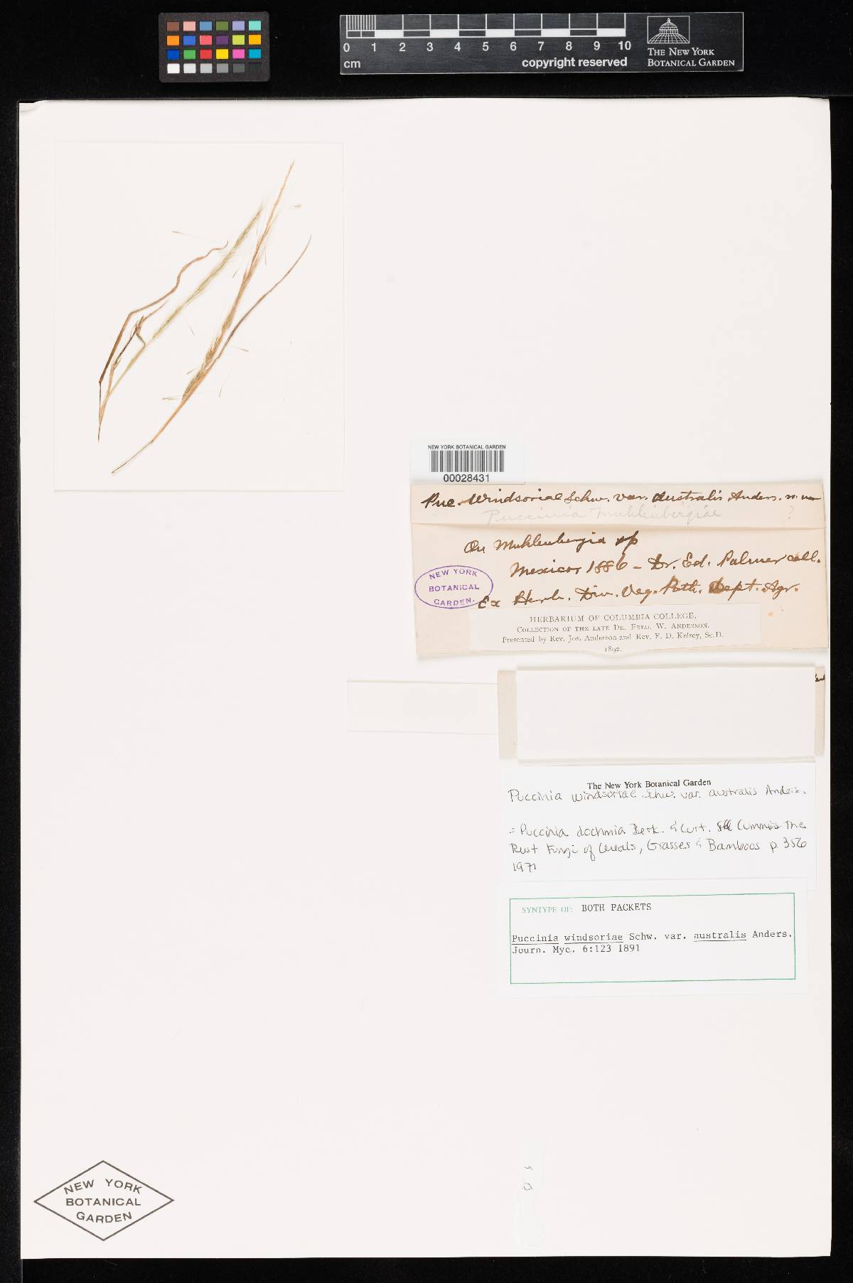 Puccinia windsoriae var. australis image