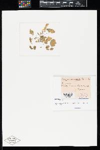 Kernkampella appendiculata image