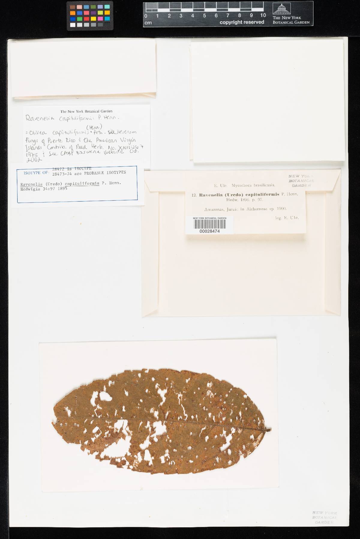 Olivea capituliformis image