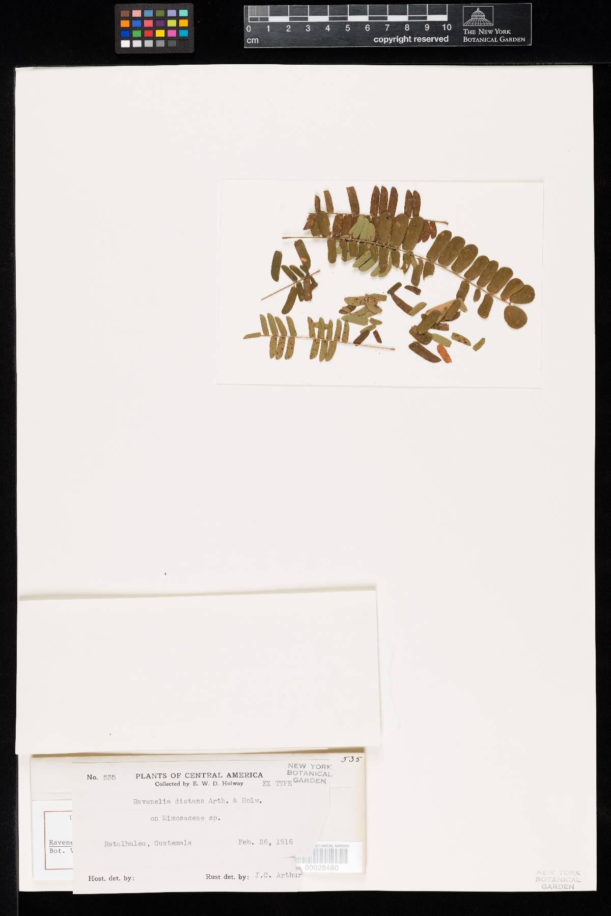 Ravenelia distans image