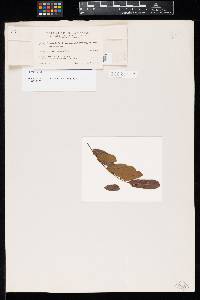 Ravenelia faceta image