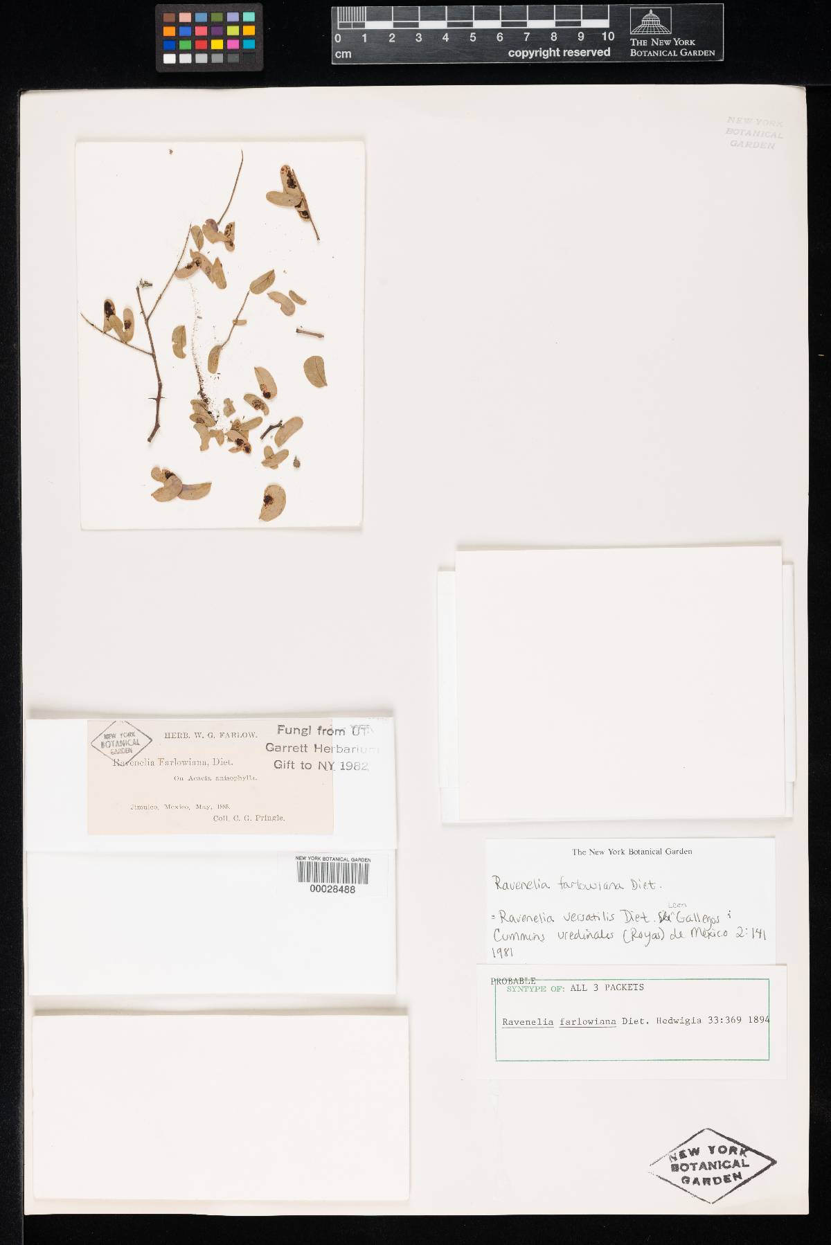 Ravenelia farlowiana image