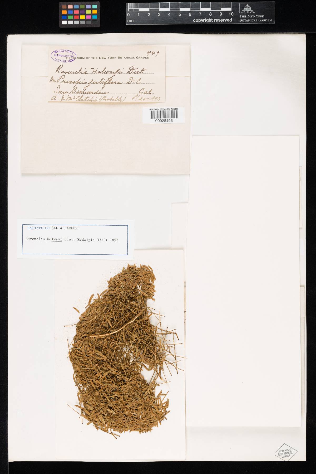 Ravenelia holwayi image