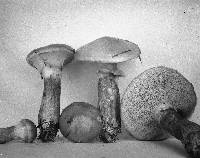 Suillus grevillei image