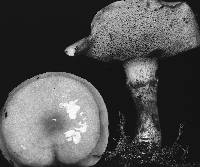 Suillus grevillei image