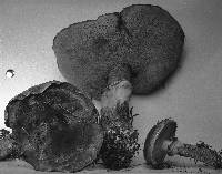 Suillus grevillei image