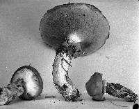 Suillus luteus image