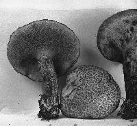 Suillus spraguei image