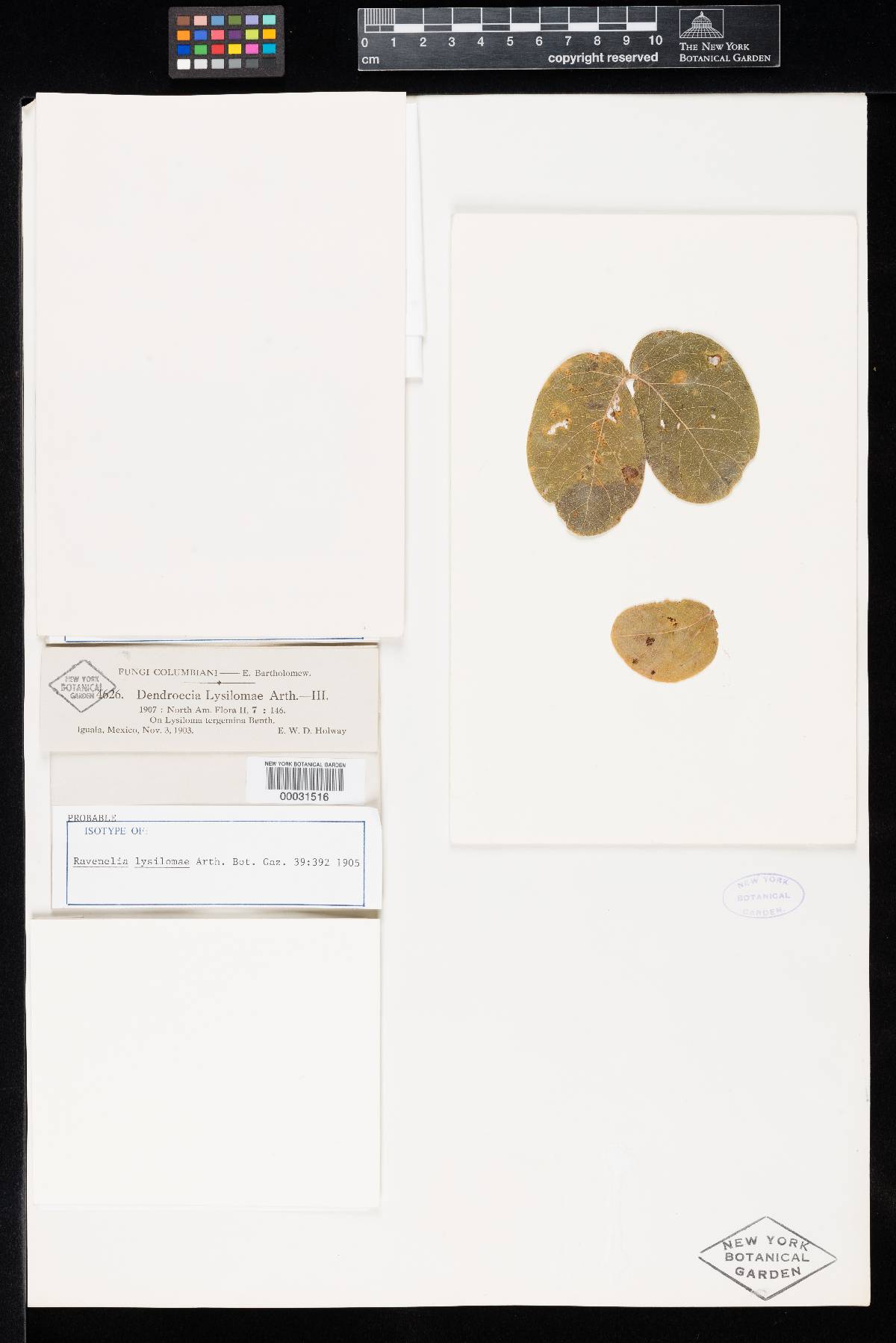 Ravenelia lysilomae image