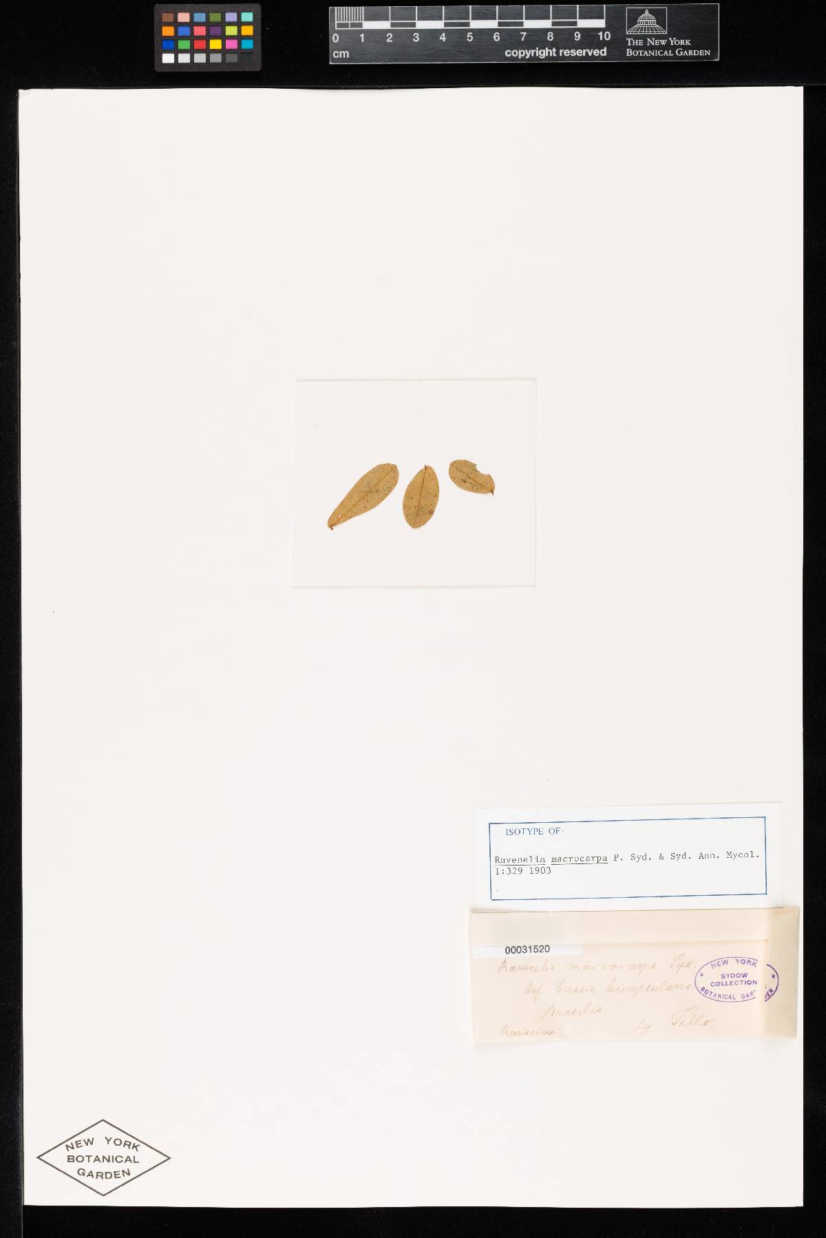 Ravenelia macrocarpa image