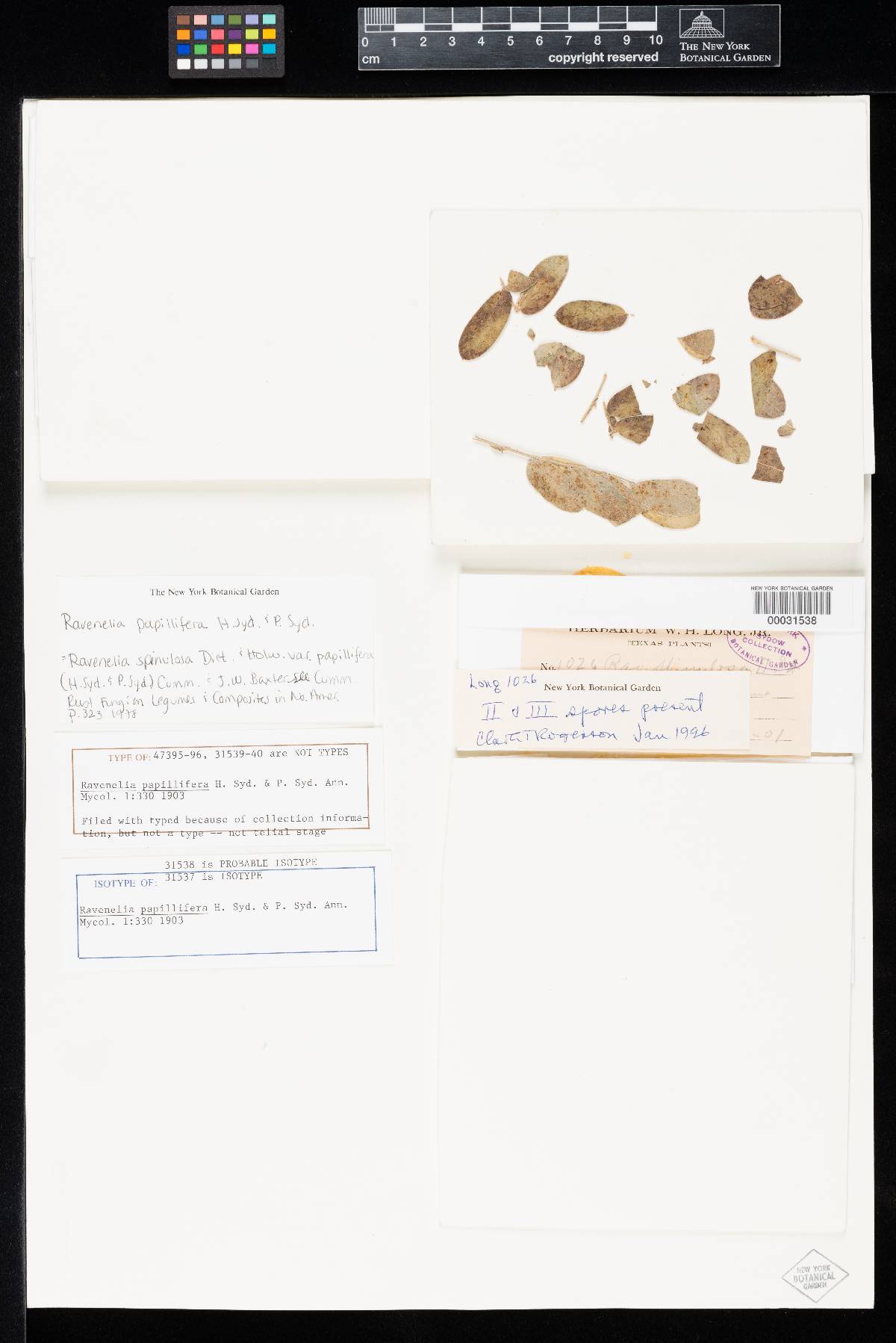 Ravenelia papillifera image