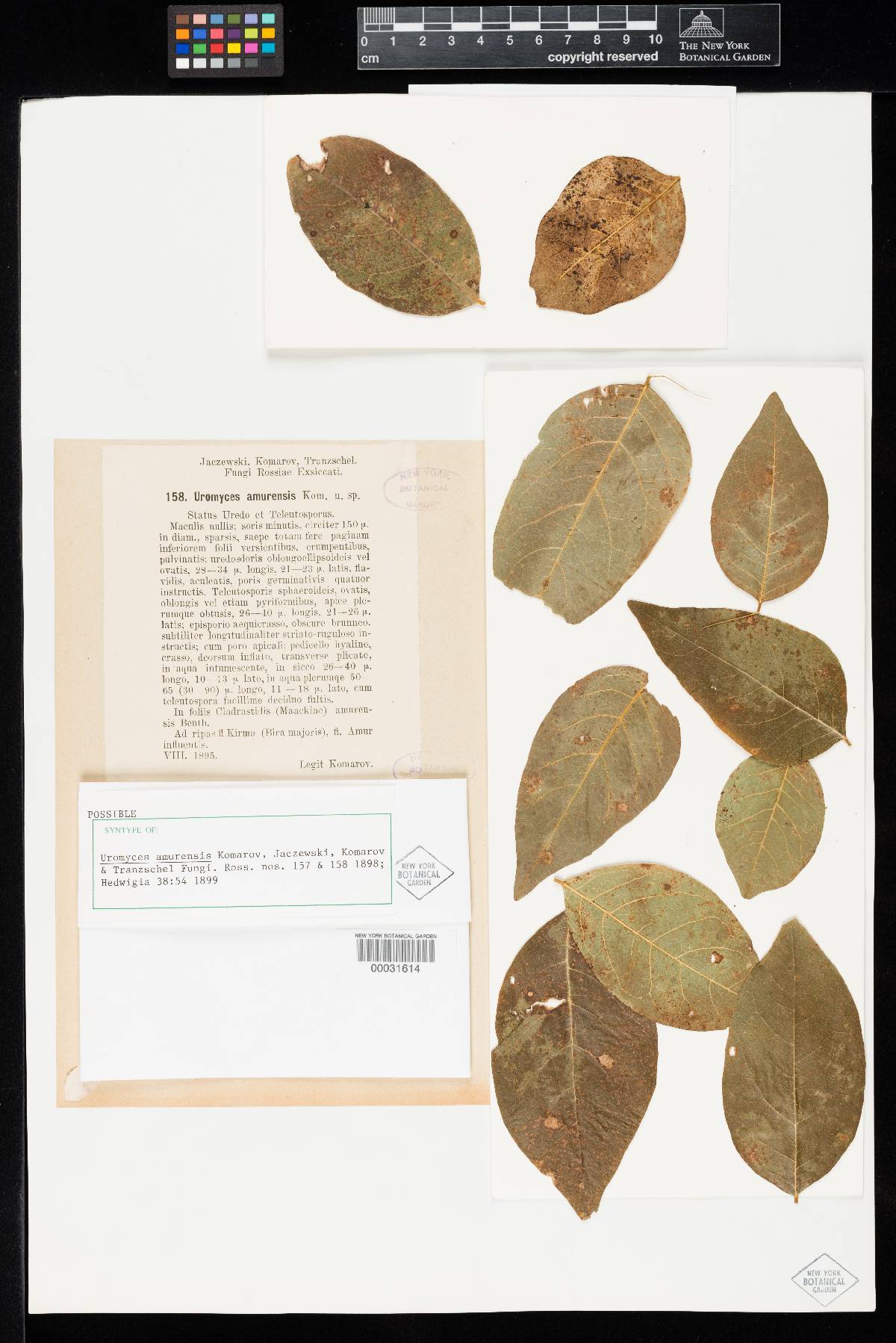 Uromyces amurensis image