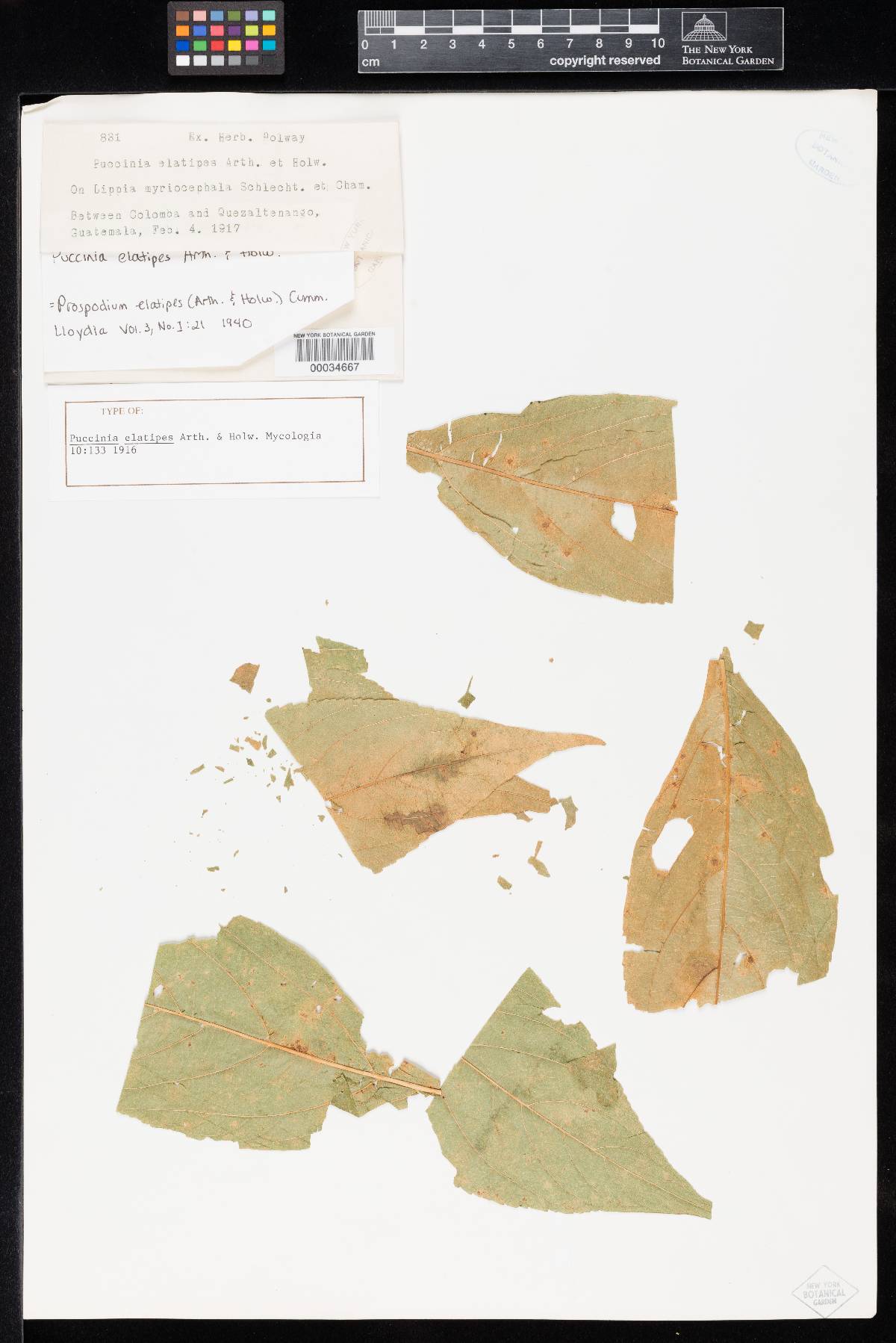 Porotenus elatipes image