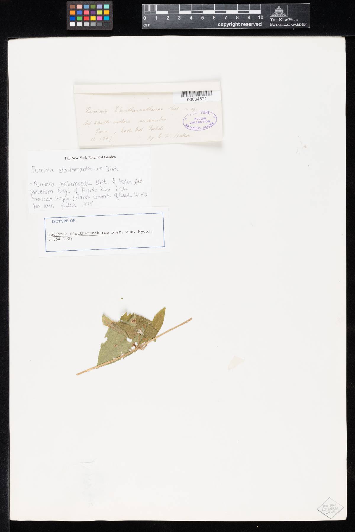 Puccinia eleutherantherae image