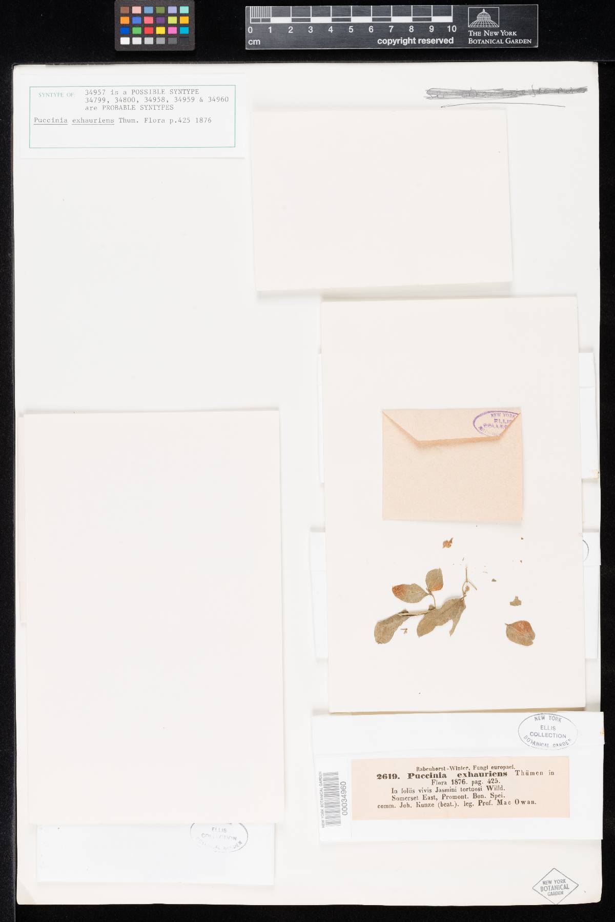 Puccinia exhauriens image