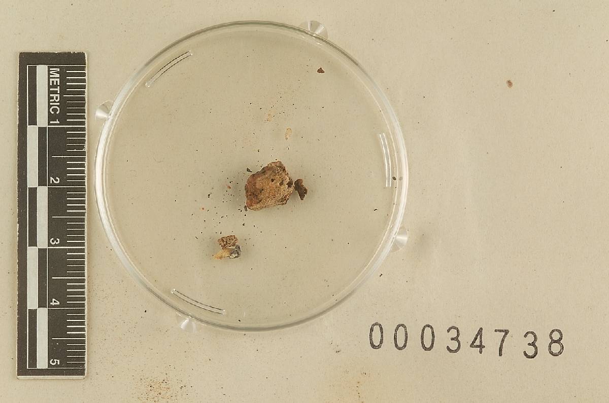 Cystangium image