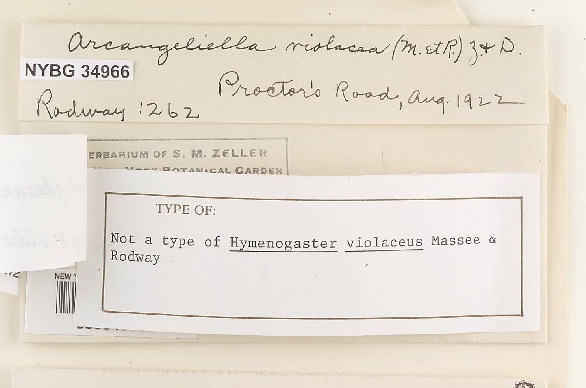 Protoglossum violaceum image