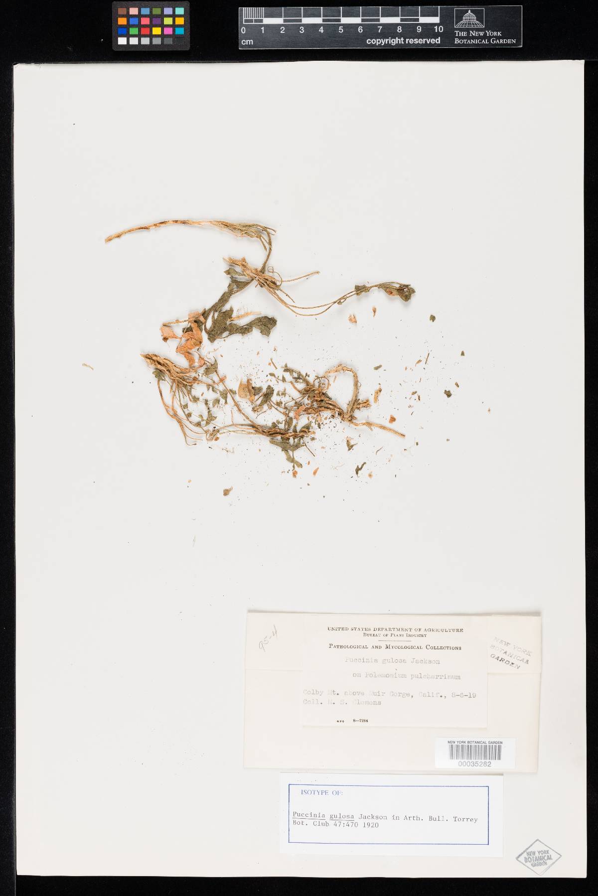Puccinia gulosa image