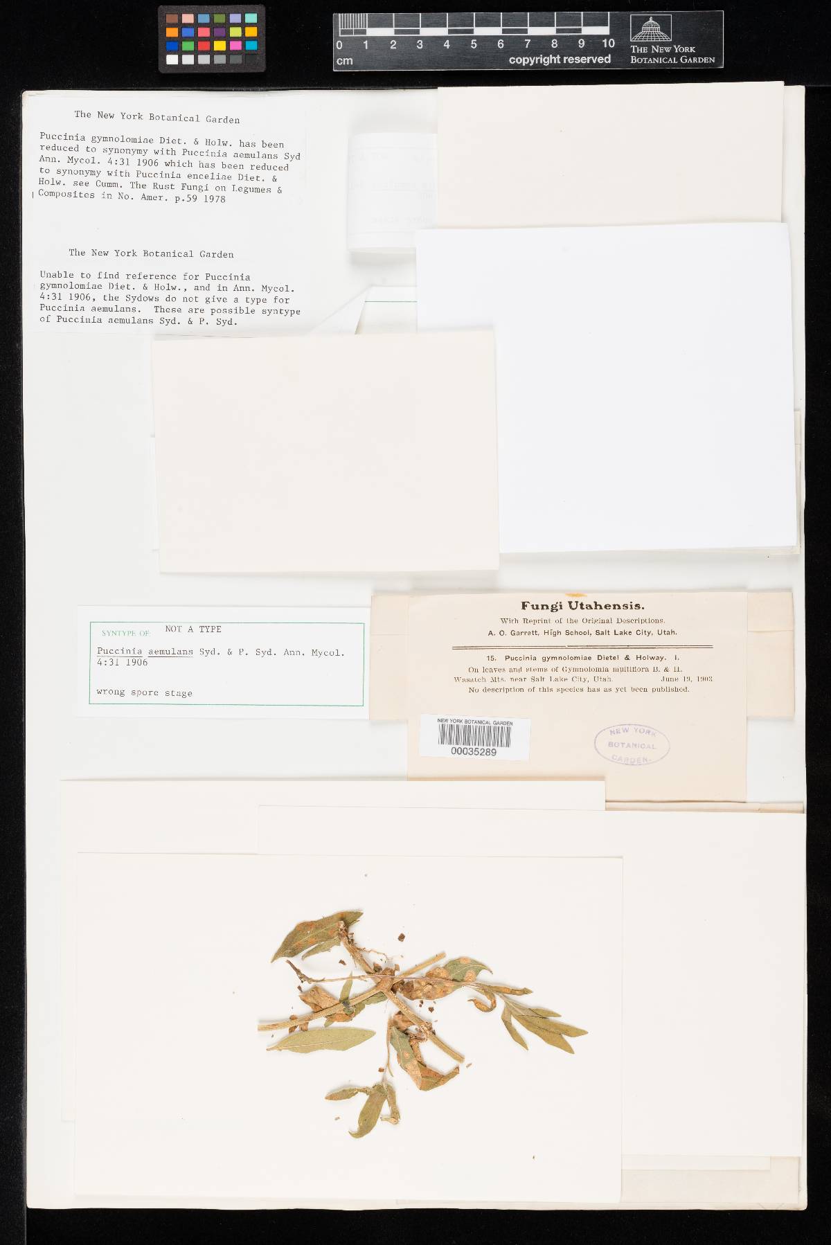Puccinia aemulans image