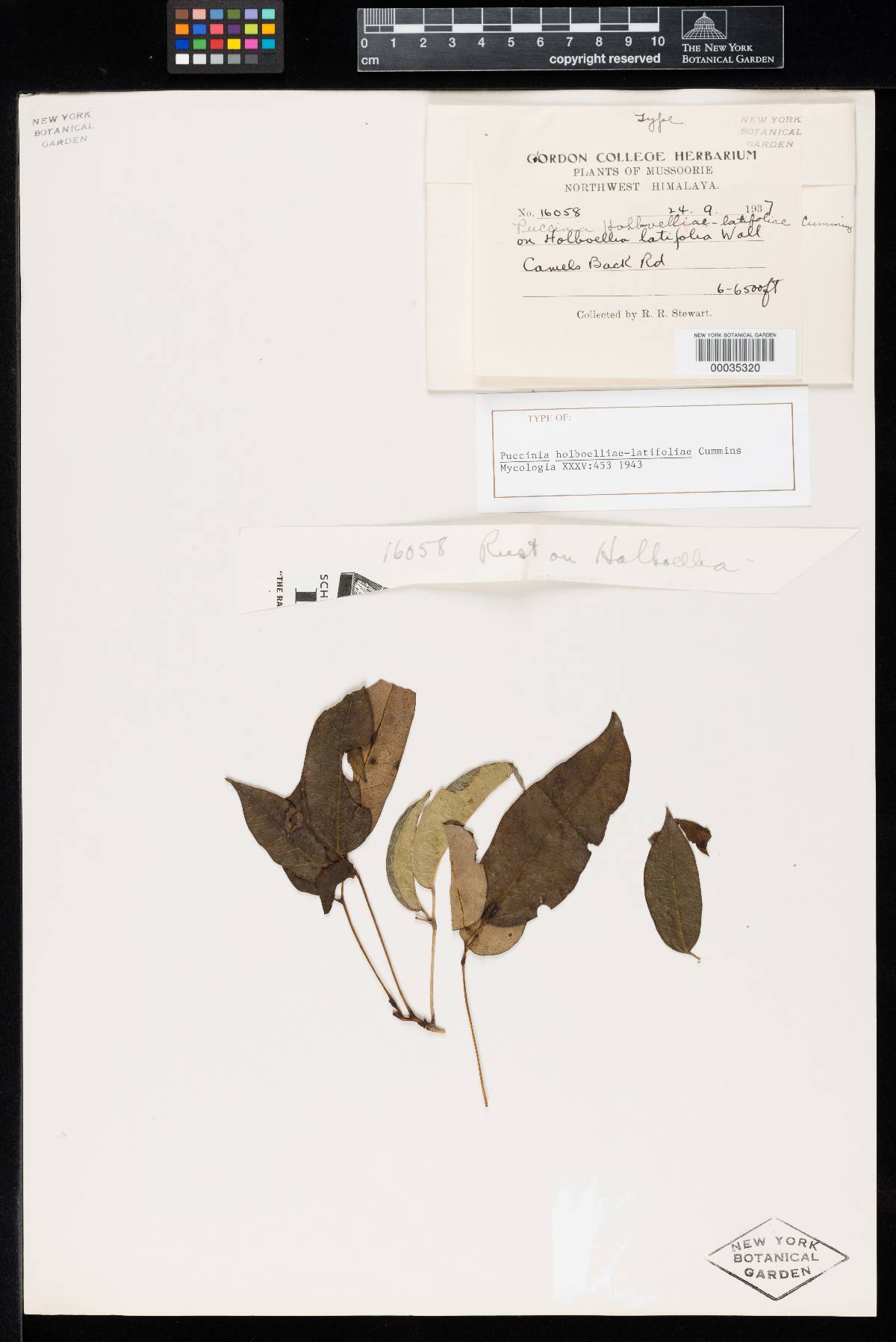 Puccinia holboelliae-latifoliae image