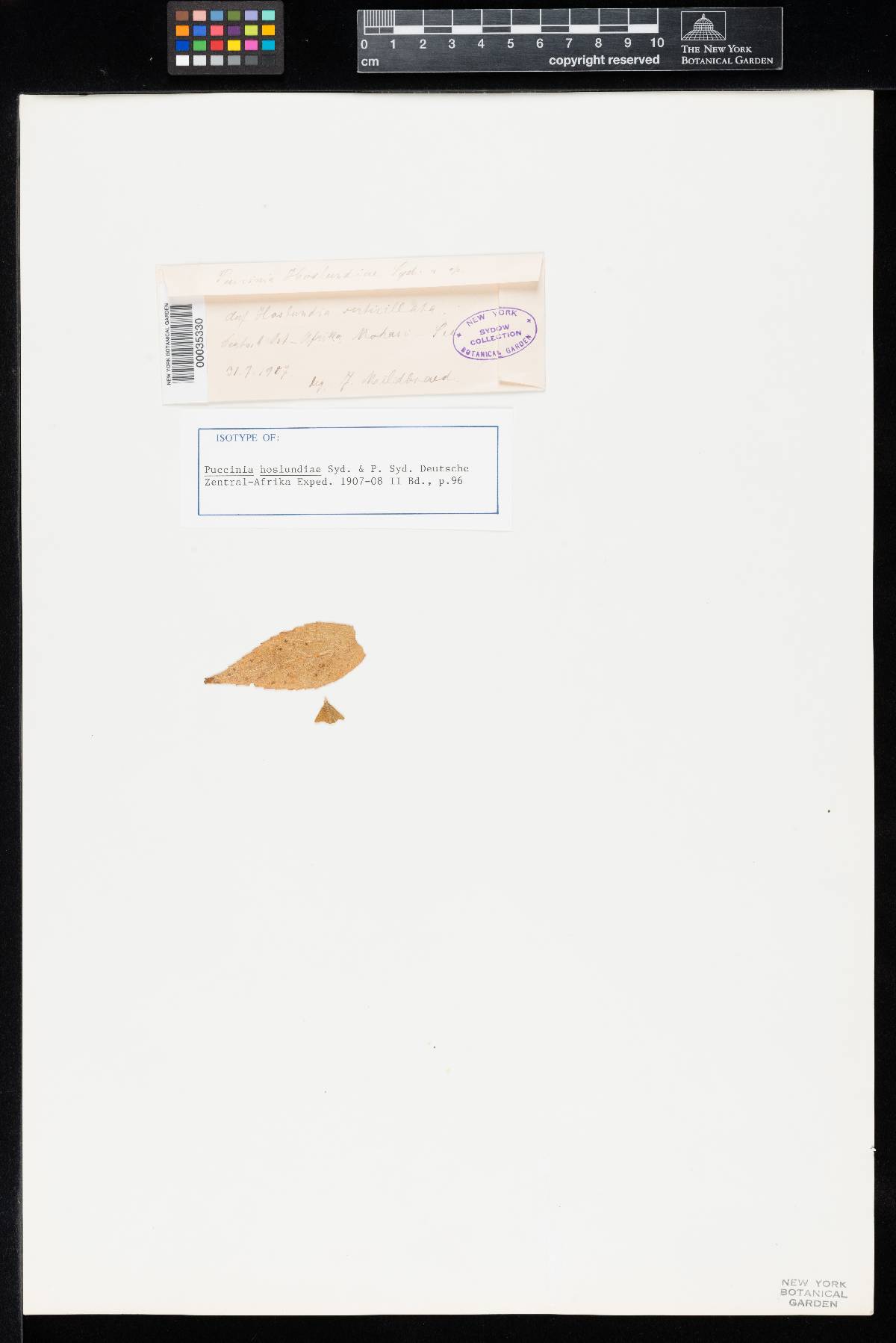 Puccinia hoslundiae image