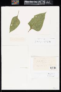 Puccinia schistocarphae image