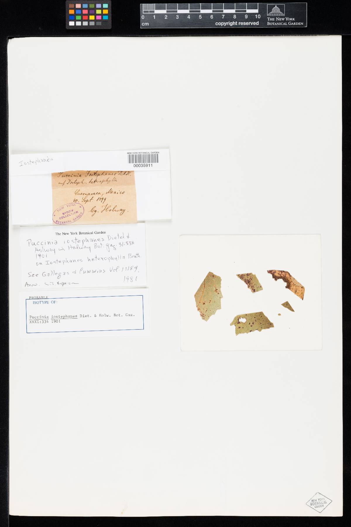 Puccinia iostephanes image