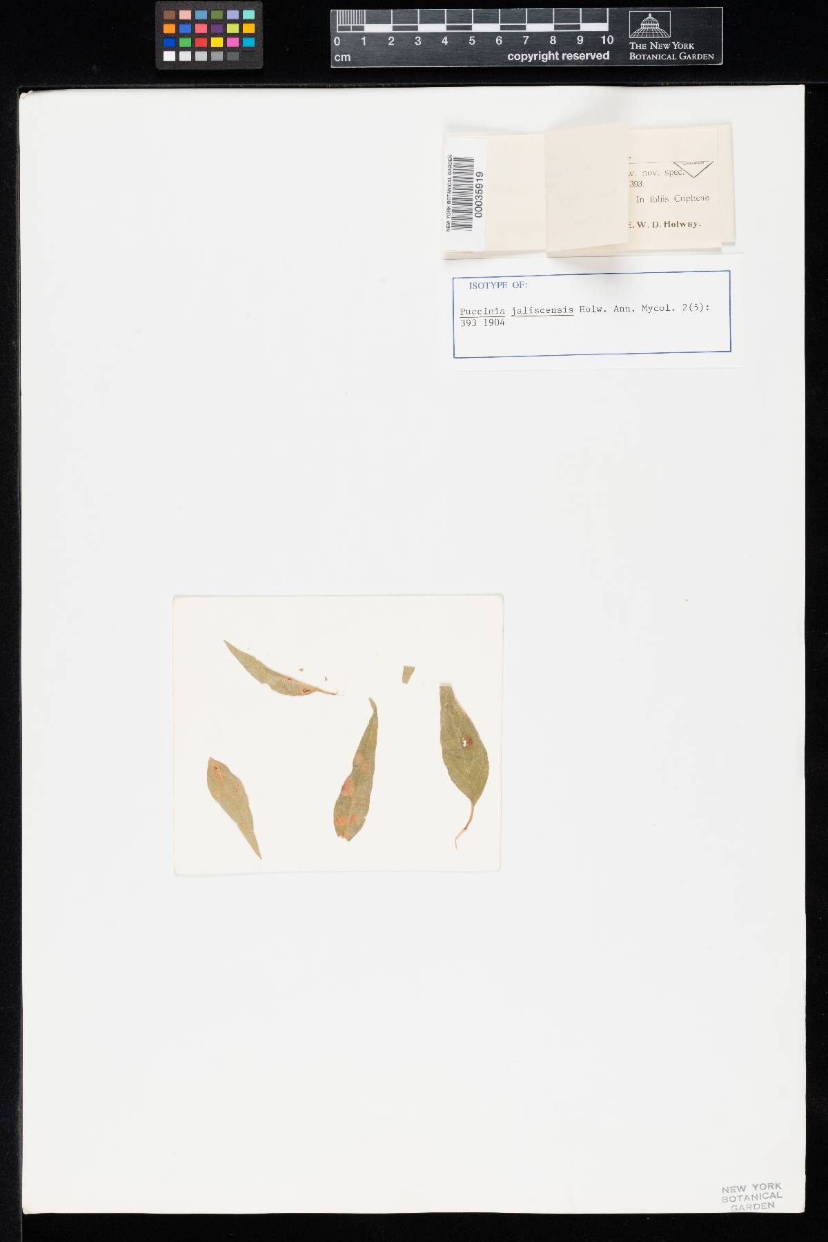 Puccinia jaliscensis image