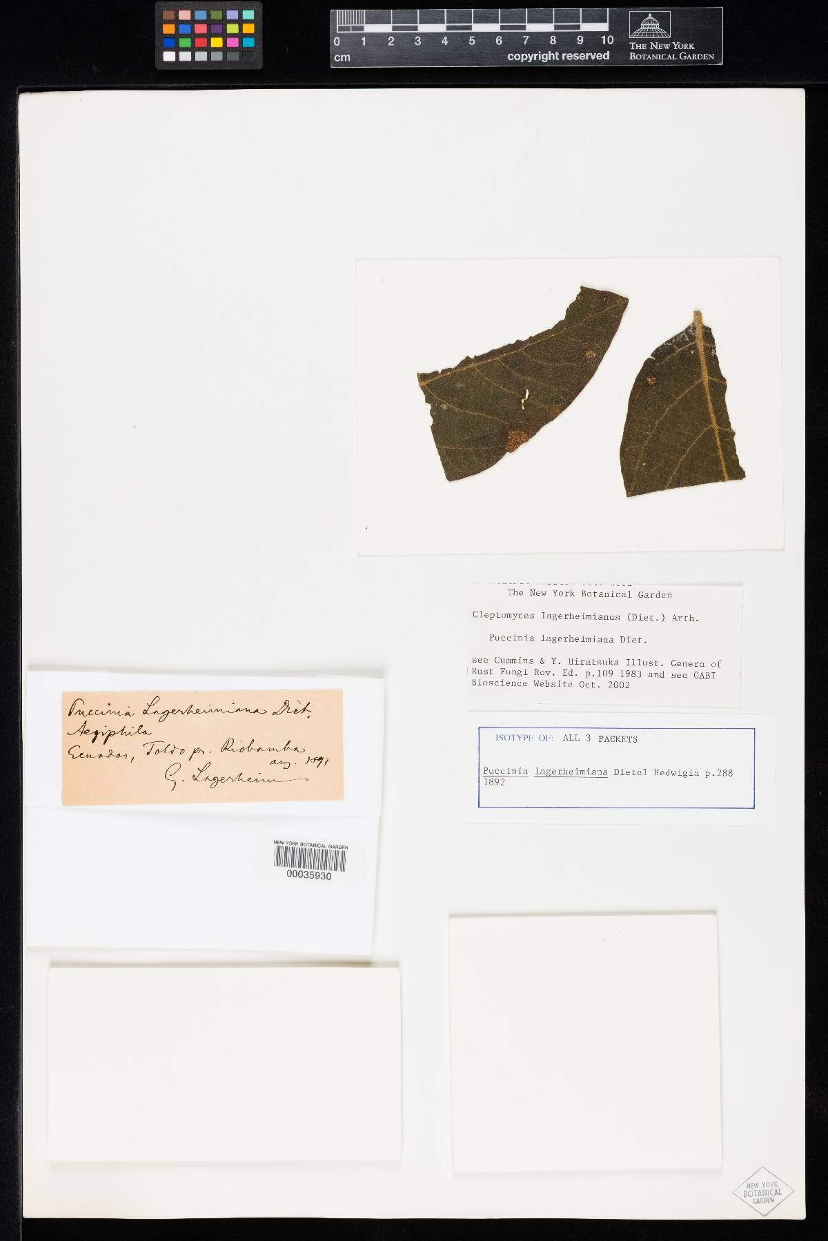 Cleptomyces lagerheimianus image