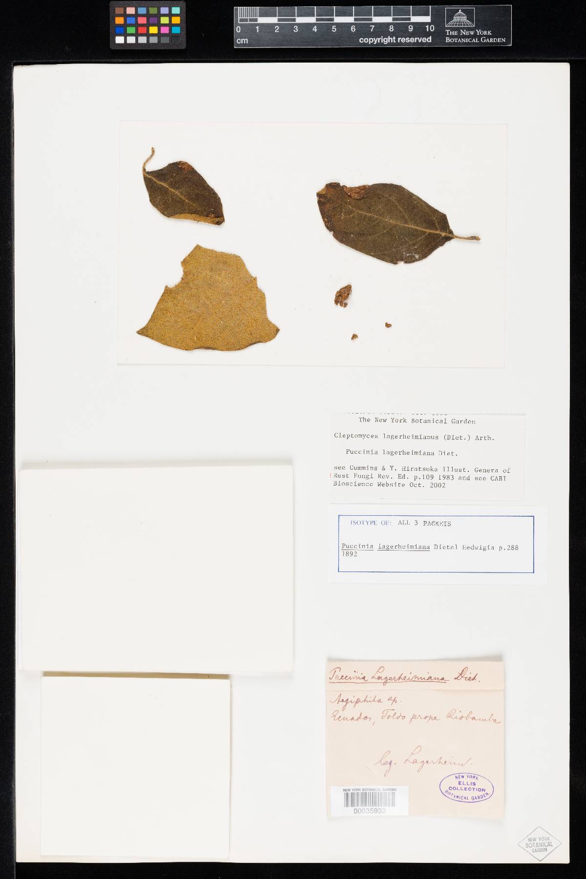 Cleptomyces lagerheimianus image