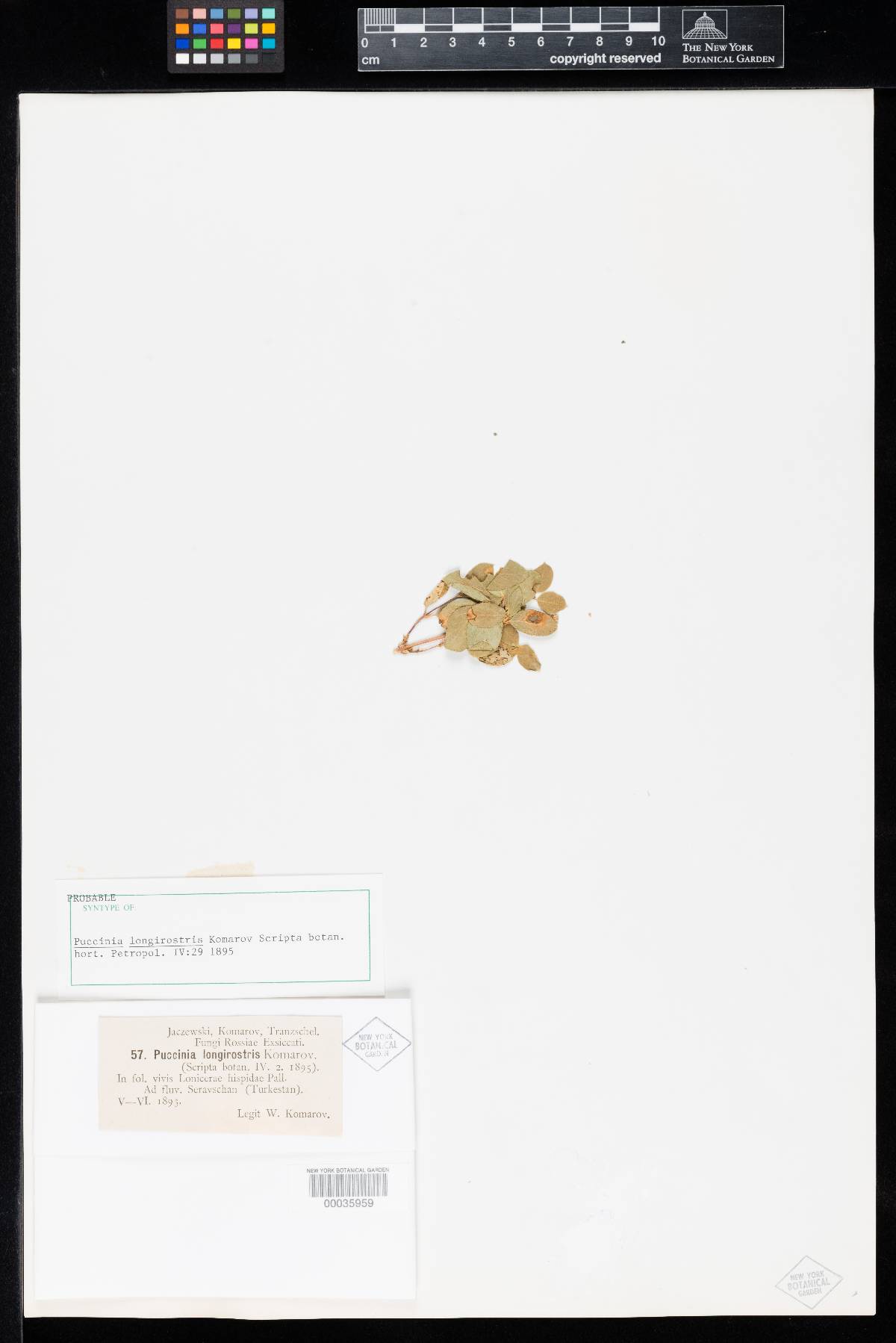Puccinia longirostris image
