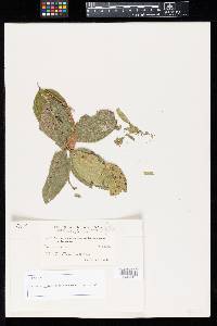 Puccinia mariae image
