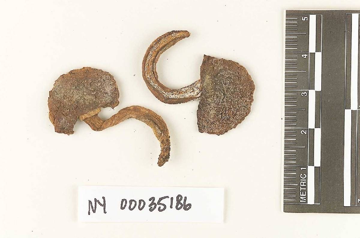 Fistulinella rodwayi image