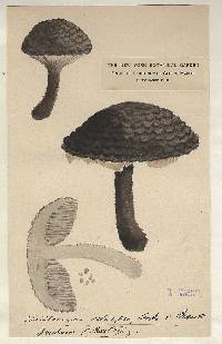 Strobilomyces velutipes image