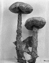 Boletellus russellii image