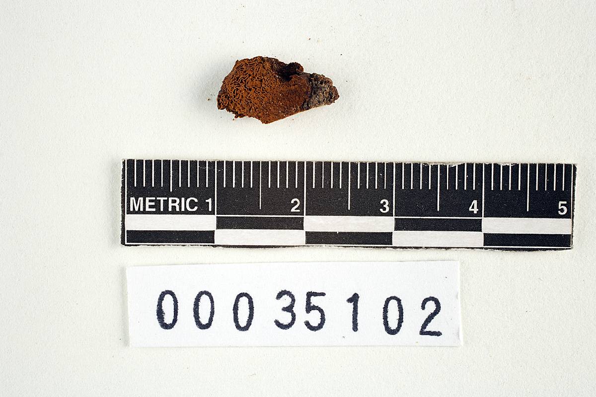Arcangeliella campbellae image