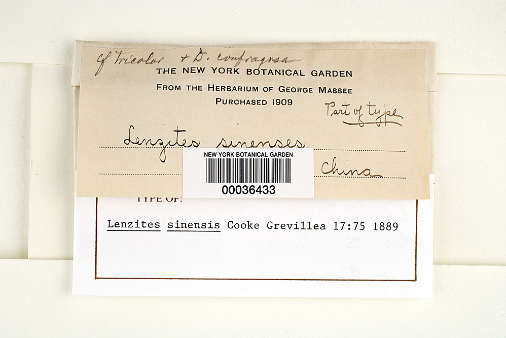 Lenzites sinensis image