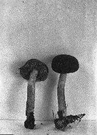 Boletus fraternus image