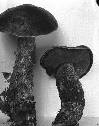 Boletus frostii image