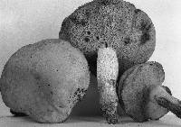 Retiboletus griseus image