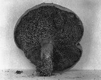 Buchwaldoboletus hemichrysus image