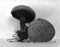 Buchwaldoboletus hemichrysus image