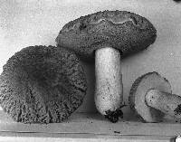 Boletus hortonii image